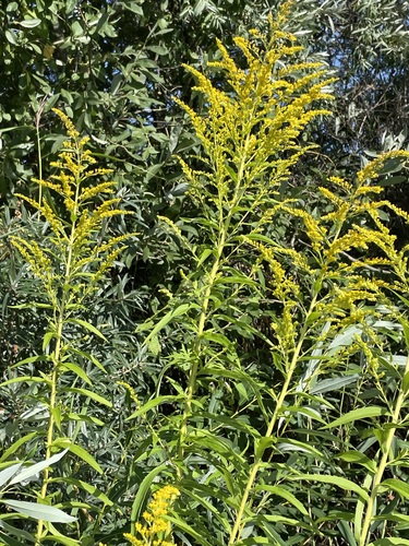 Solidago canadensis