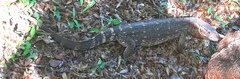 Varanus albigularis microstictus