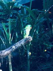 Tanygnathus megalorynchos