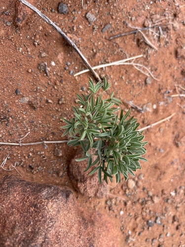 Oxalis primuloides (Oxalis primuloides)