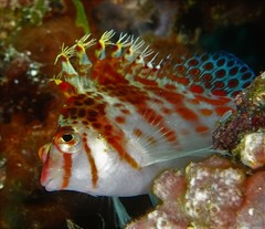 Cirrhitichthys falco