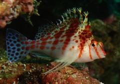 Cirrhitichthys falco