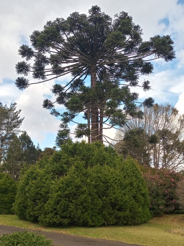 Paraná Araucaria