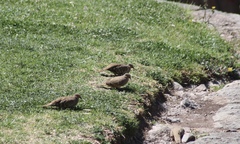 Metriopelia ceciliae