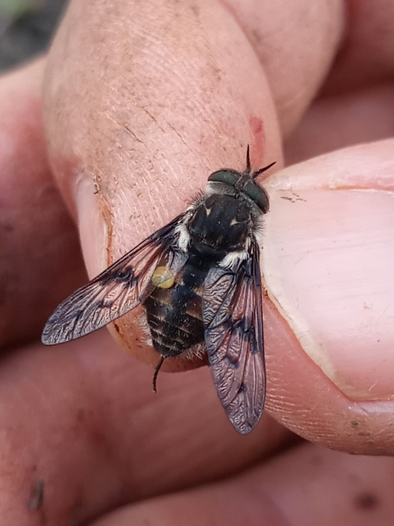 Pseudoscione longipennis