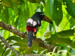 Pteroglossus inscriptus