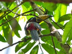 Pteroglossus inscriptus