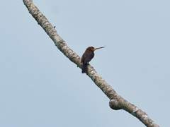 Brachygalba lugubris