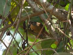 Cantorchilus leucotis