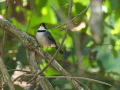 Arremon flavirostris