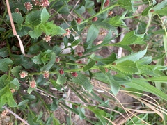 Acalypha caperonioides