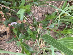 Acalypha caperonioides