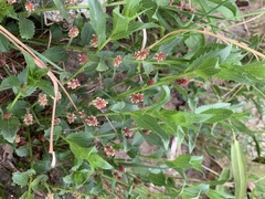 Acalypha caperonioides