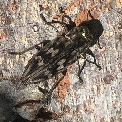 Chrysobothrini