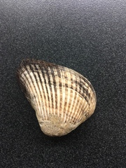 Noetia