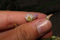 Nothoscordum gracile