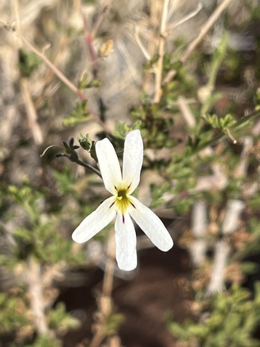 Karoo Jaybee (Jamesbrittenia tysonii)
