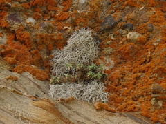 Dendrographa alectoroides