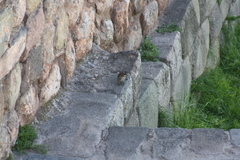 Zonotrichia capensis