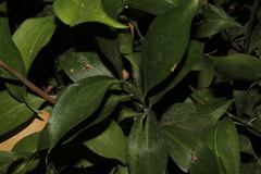 Ruscus hypoglossum