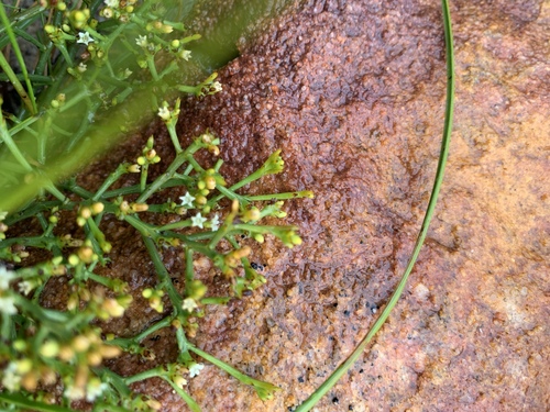 Image of Thesium nudicaule by (c) Matthew Fainman, some rights reserved (CC BY)