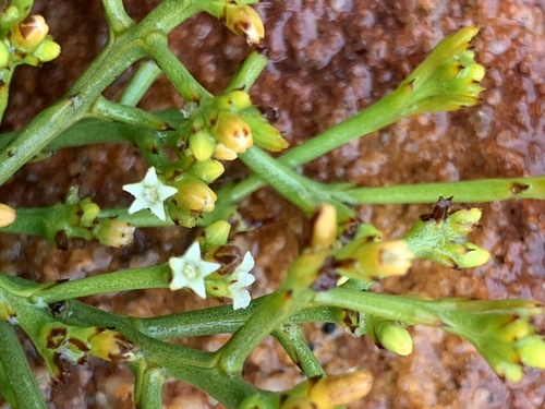 Naked Rootthug (Thesium nudicaule)