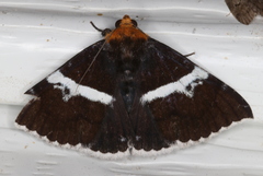 Buzara frontinus