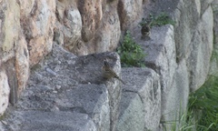 Zonotrichia capensis