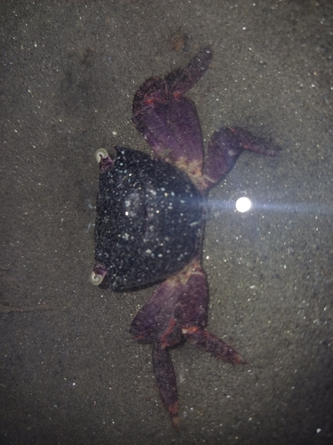 Purple Estuarine Rock Crab