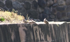 Metriopelia ceciliae