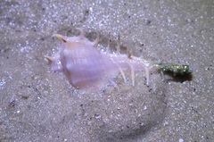 Murex spinastreptos