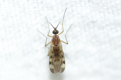 Sylvicola fenestralis