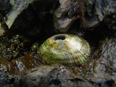 Fissurella virescens