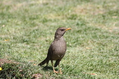 Turdus chiguanco