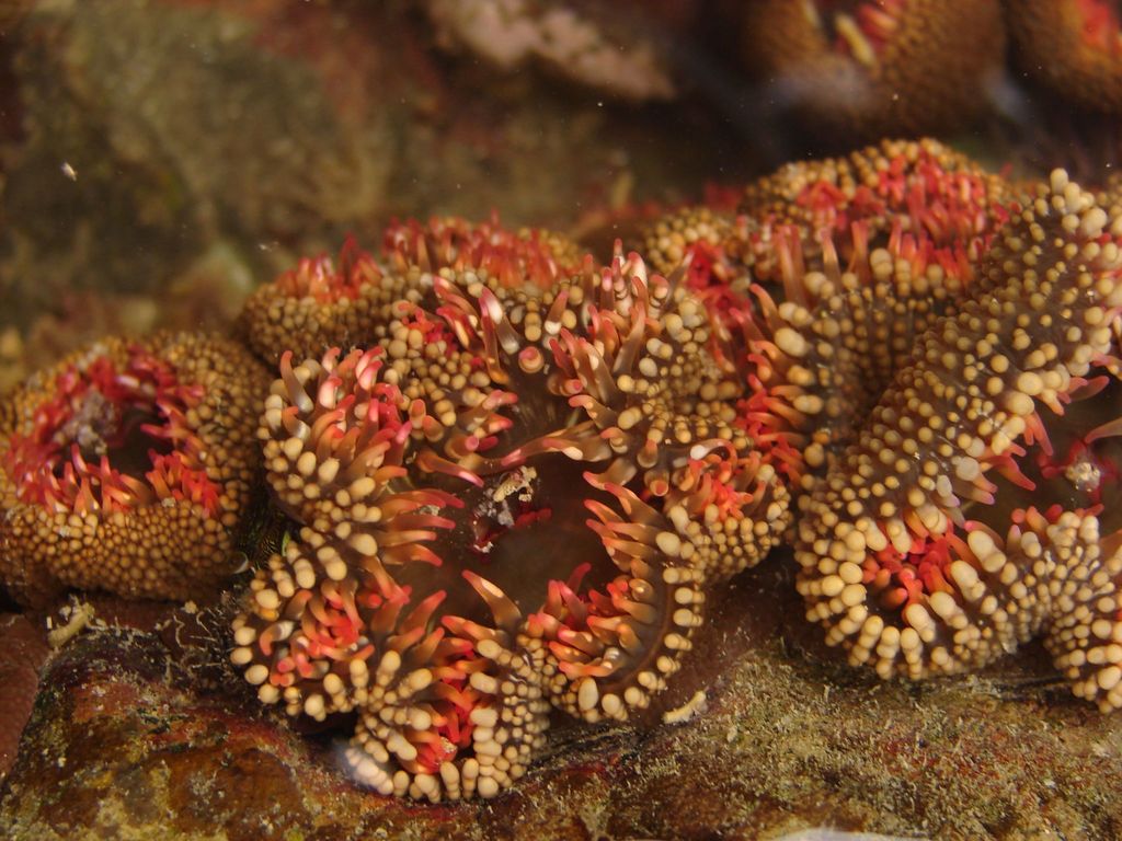 Fire Tentacle Anemone