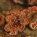 Fire Tentacle Anemone - Photo (c) Felipe Campos, some rights reserved (CC BY-NC), uploaded by Felipe Campos