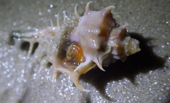 Murex spinastreptos