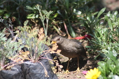 Turdus chiguanco
