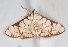 Aphytoceros lucusalis