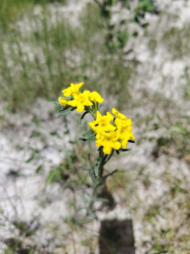 smooththroat stoneseed