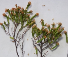 Erica labialis