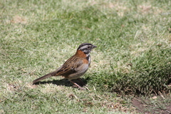 Zonotrichia capensis