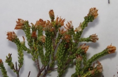 Erica labialis