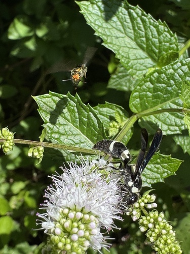 Pseudodynerus quadrisectus photo 3