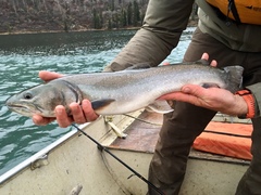 Salvelinus confluentus
