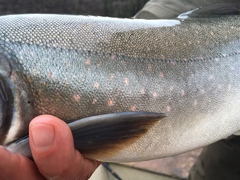 Salvelinus confluentus