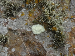 Protoparmeliopsis pinguis