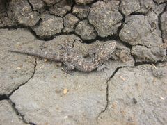 Phyllodactylus reissii