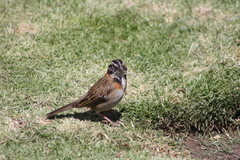 Zonotrichia capensis