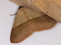 Ophyx ochroptera